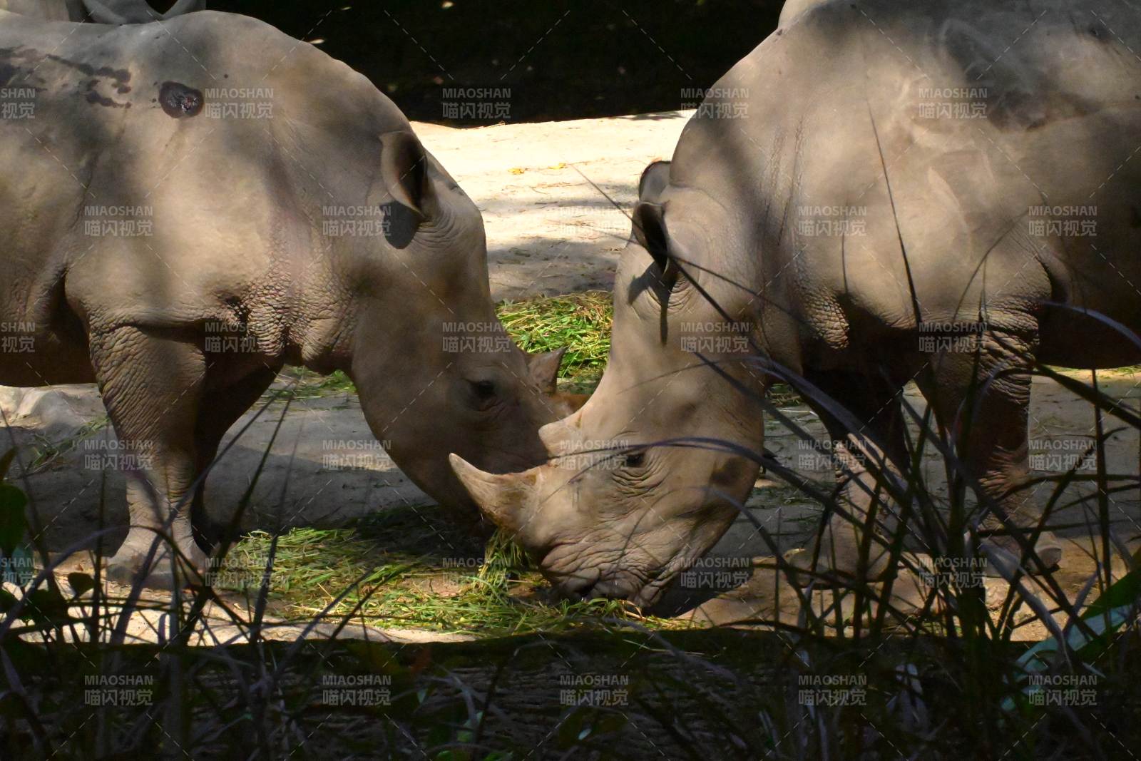 犀牛亲密互动图片