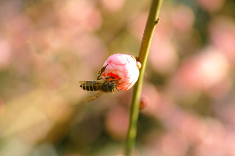 蜜蜂采蜜花苞图片