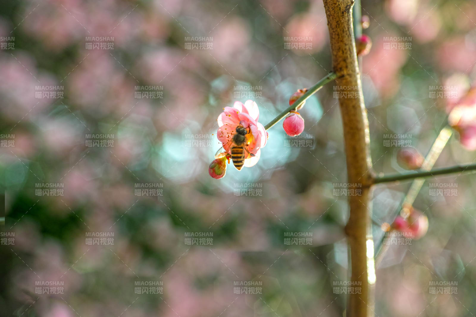 蜜蜂采梅花蜜图片