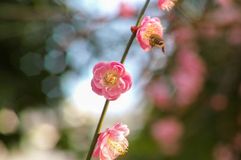 蜂采梅花蕊图片