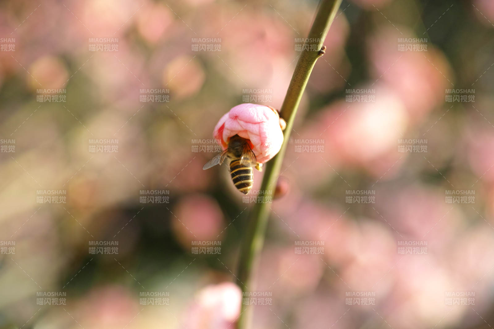 蜂采梅花图片