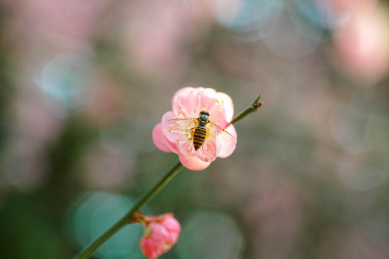 蜂采梅花香图片