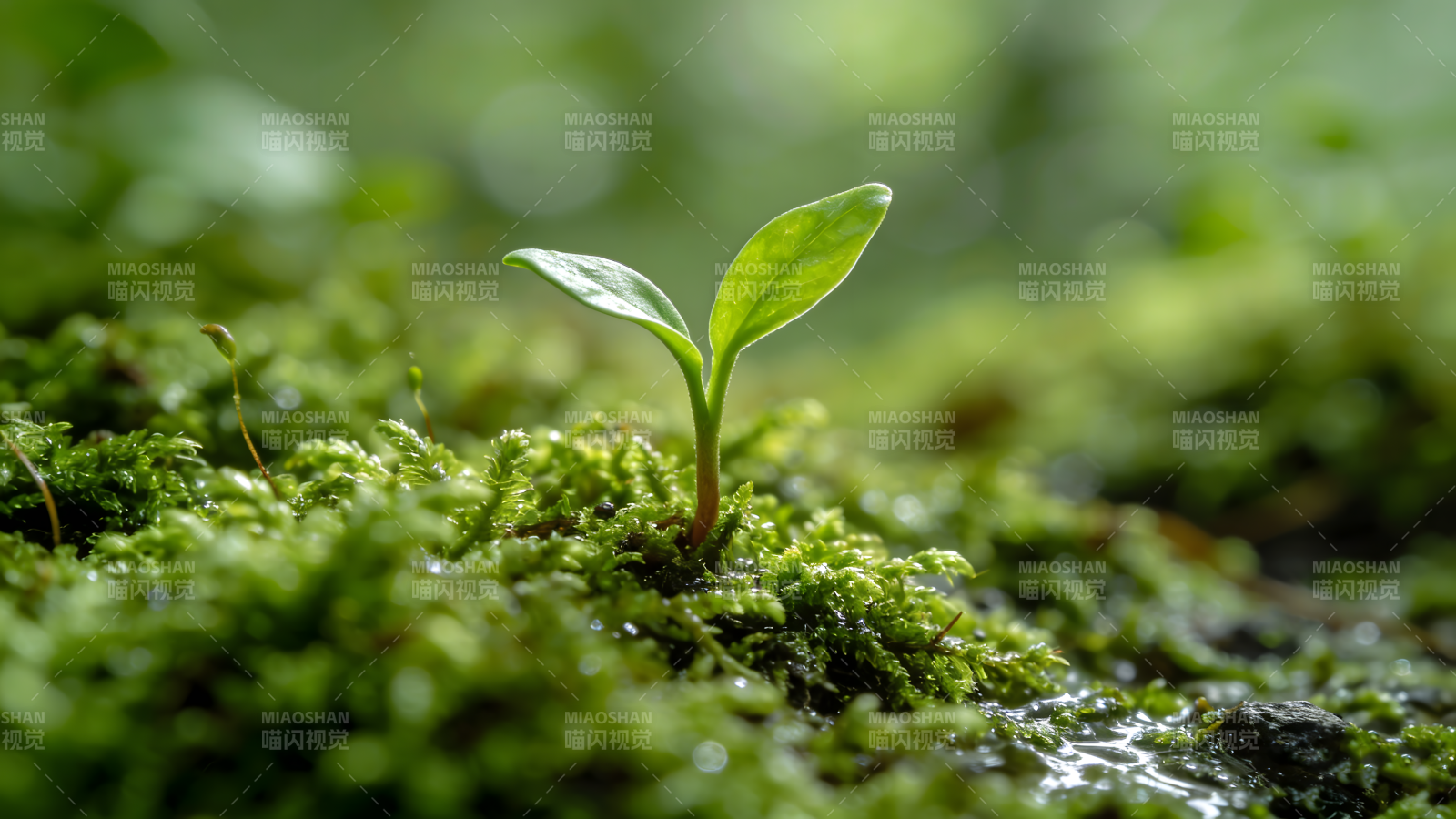 新芽破土 生机盎然图片