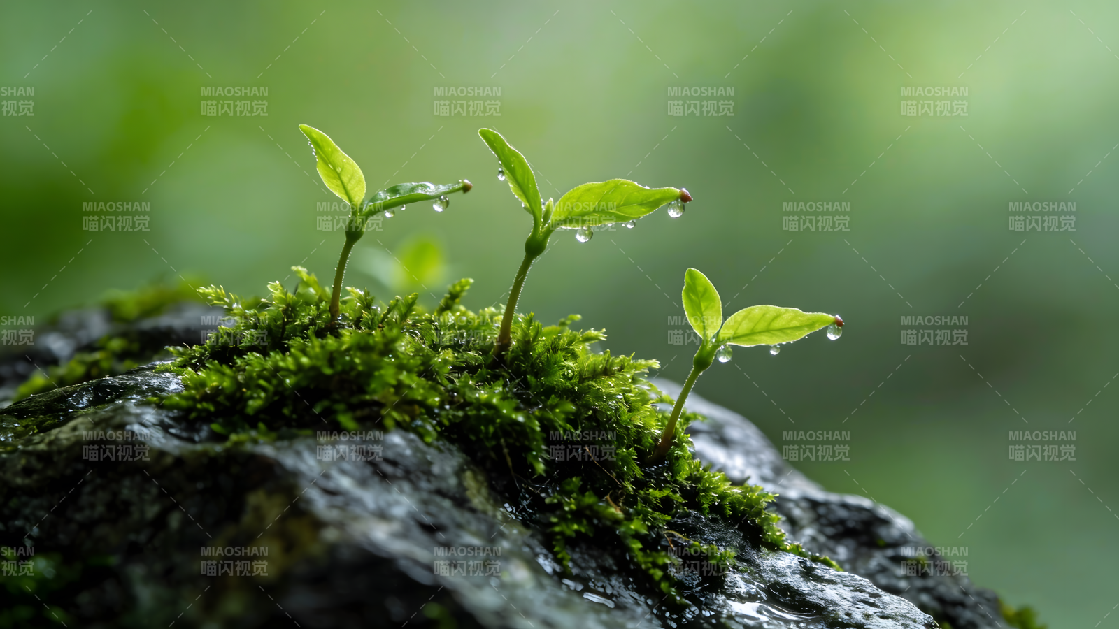 青苔上的嫩芽图片