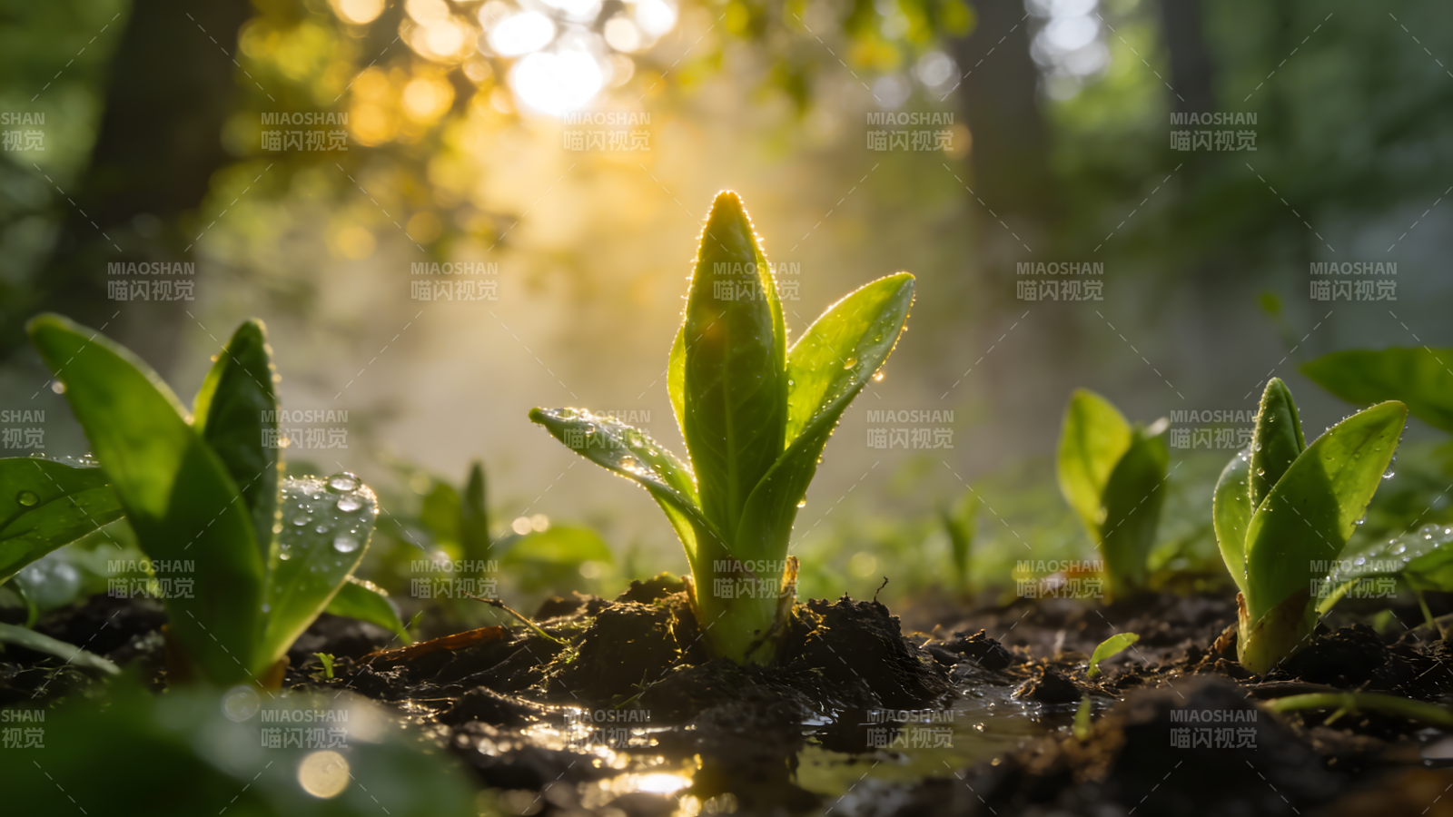 晨光中的嫩芽图片