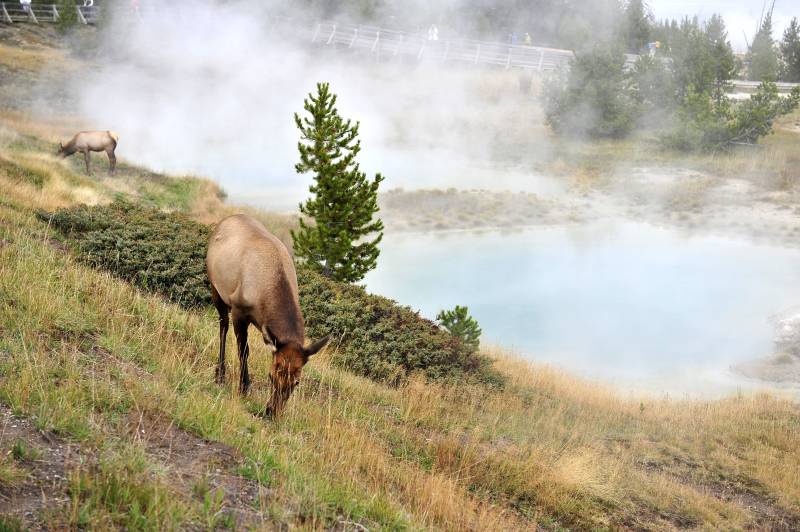 温泉边的麋鹿图片