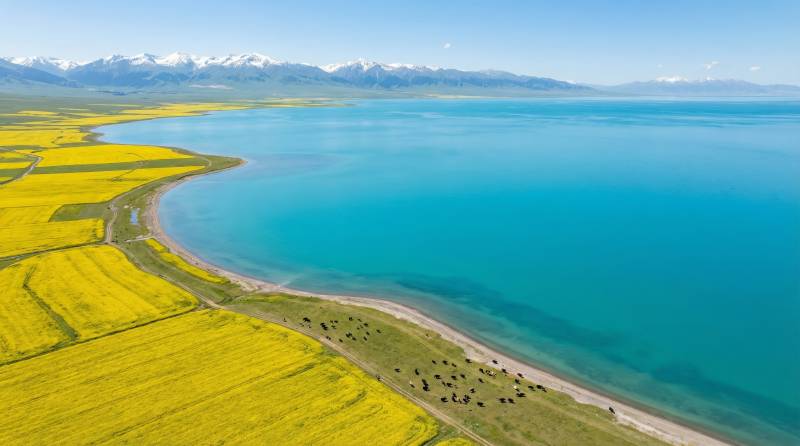 湖畔金田映雪山图片