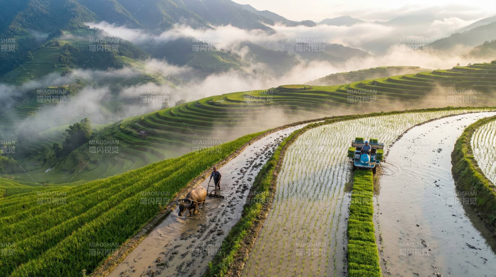 梯田晨雾耕作图图片