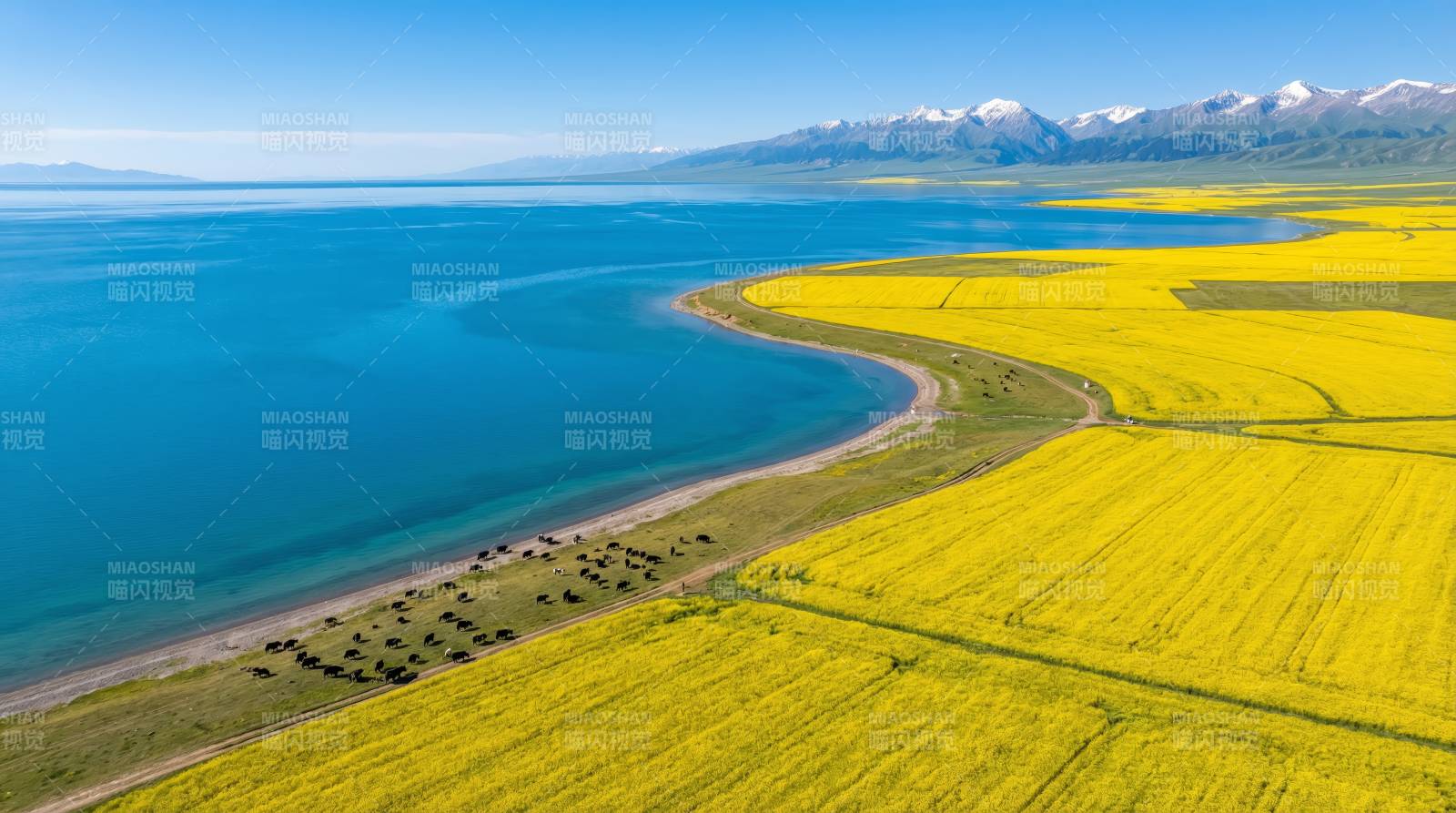湖畔金田映雪山图片