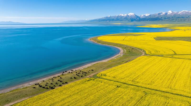 湖畔金田映雪山图片