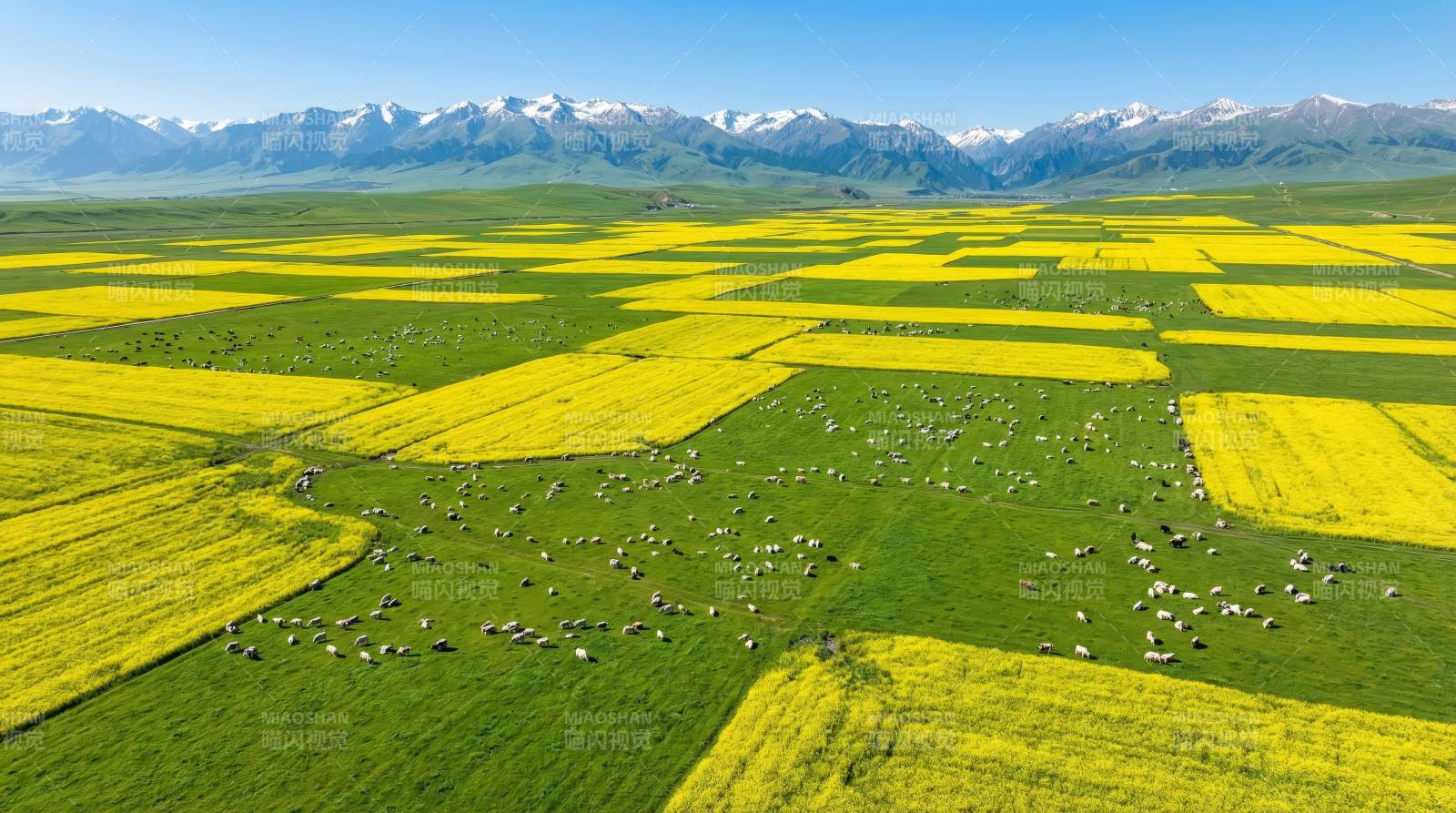 金黄花海与雪山图片