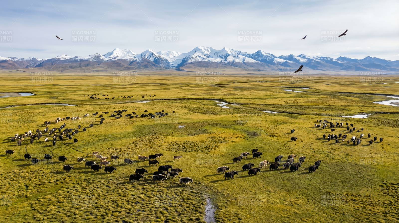 草原牛群雪山远眺图片