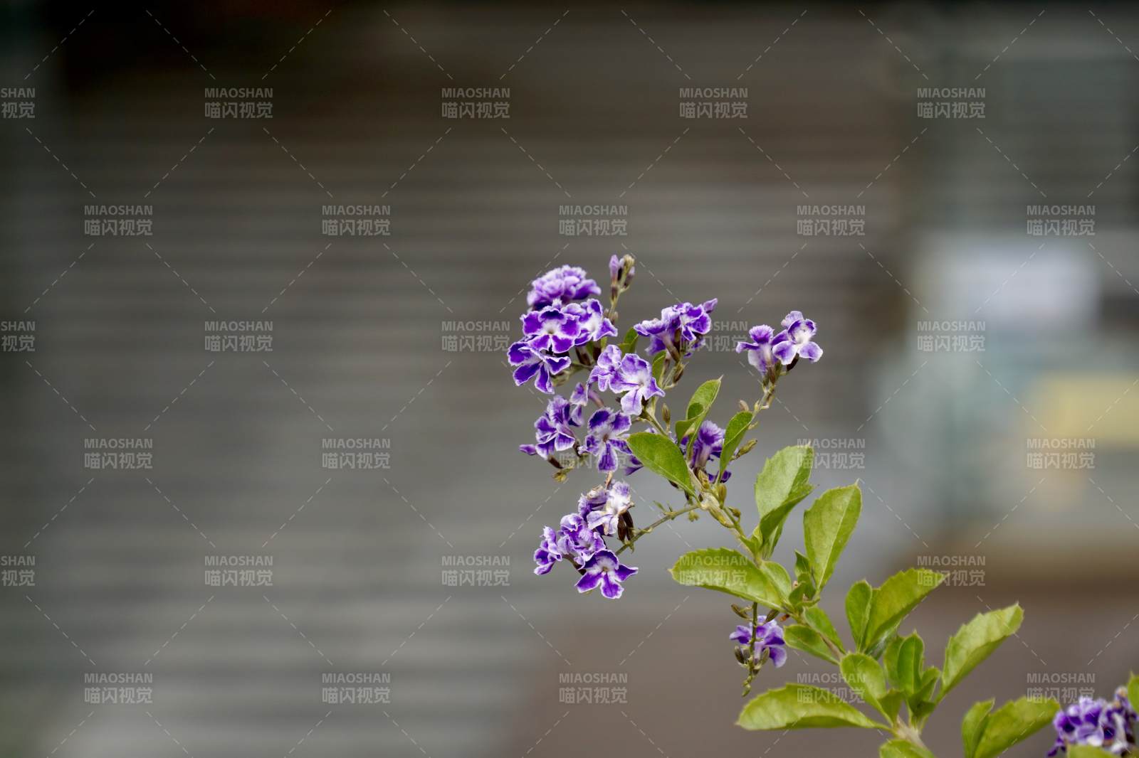 紫花绽放枝头图片