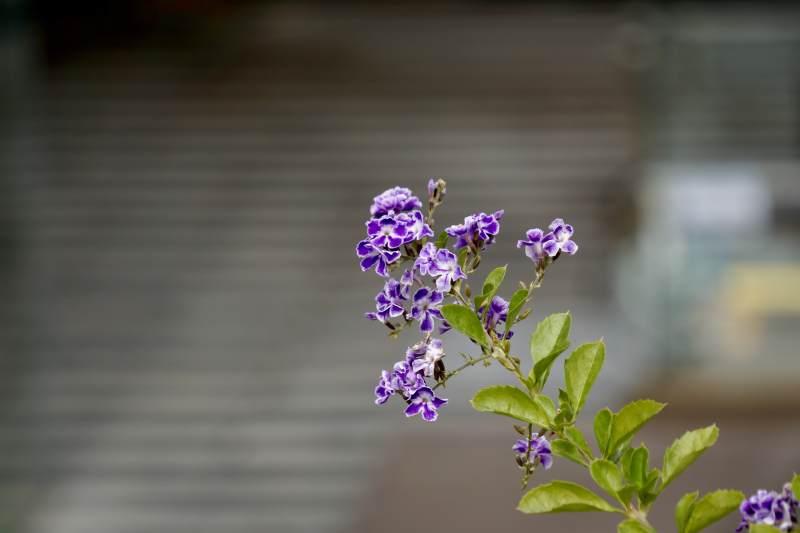 紫花绽放枝头图片