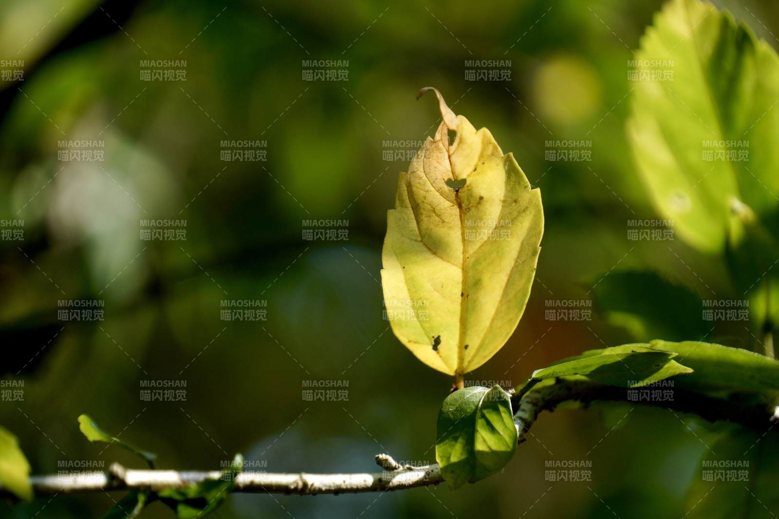 秋叶微黄枝头静图片