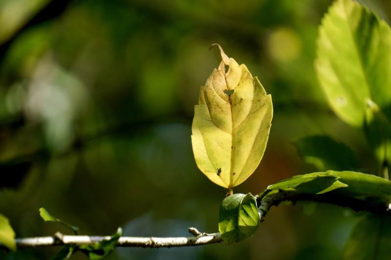 秋叶微黄枝头静图片