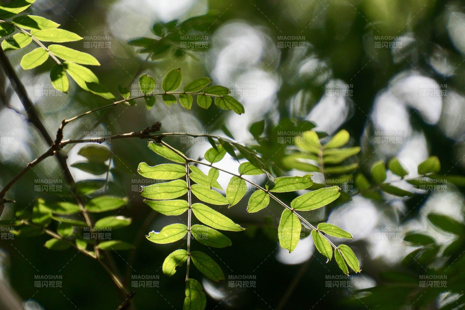 绿叶婆娑光影间图片