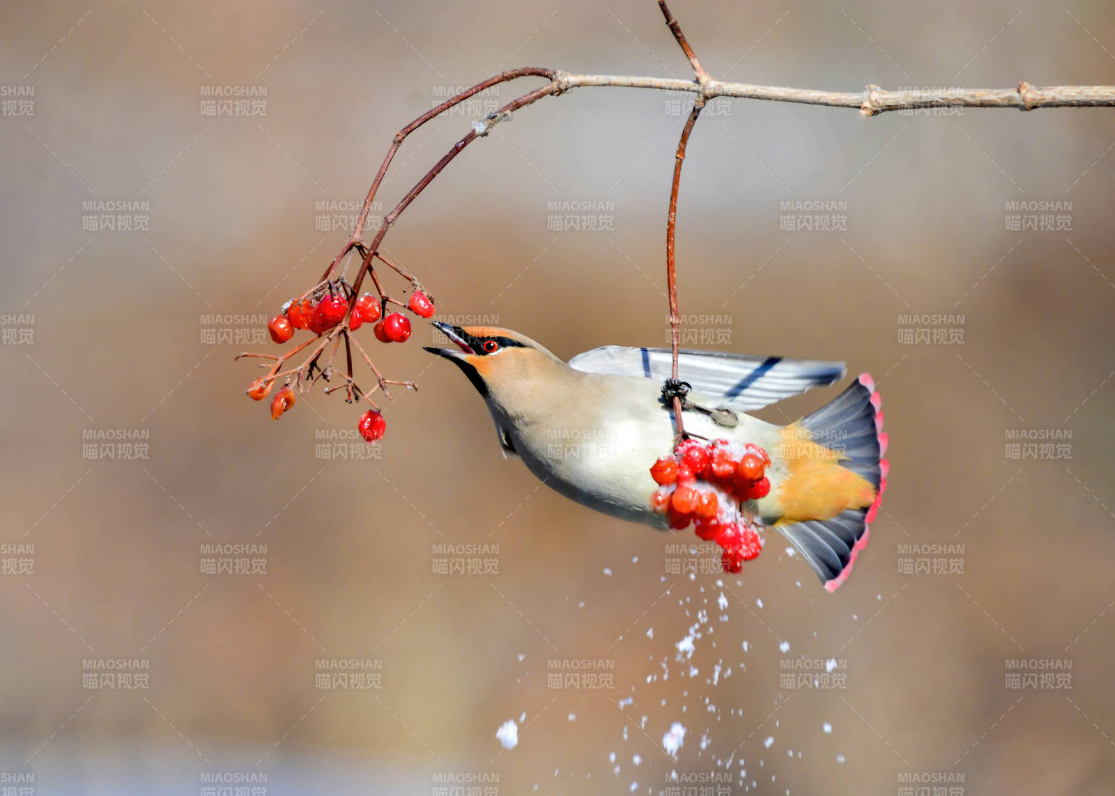 鸟啄红果 雪落枝头图片