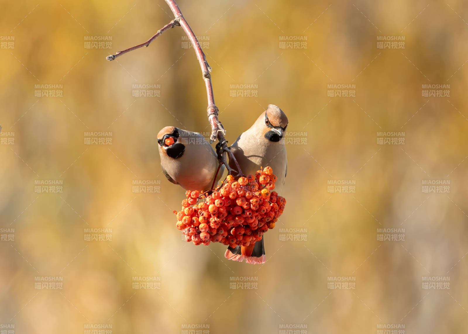 双鸟栖枝啄红果图片