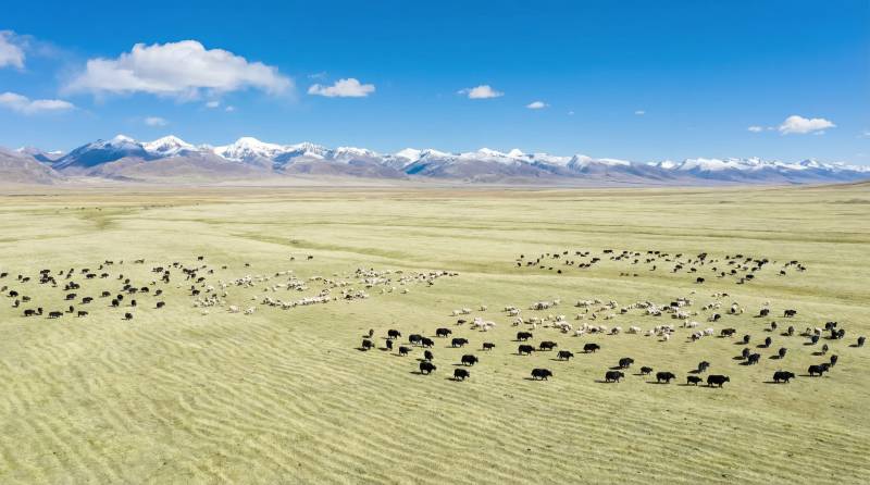 草原牧群雪山景图片