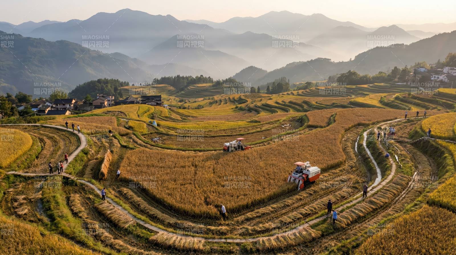 梯田秋收图图片