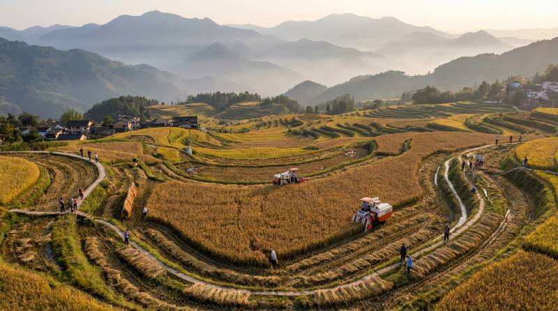 梯田秋收图图片