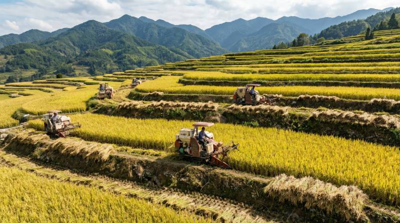 金秋稻田收割忙图片