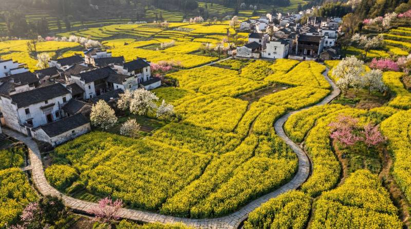 油菜花海村落春景图片