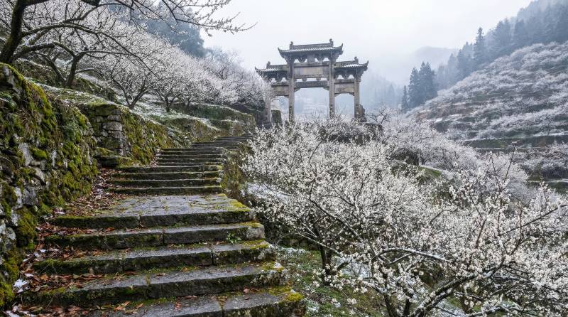 樱花古道迎春来图片
