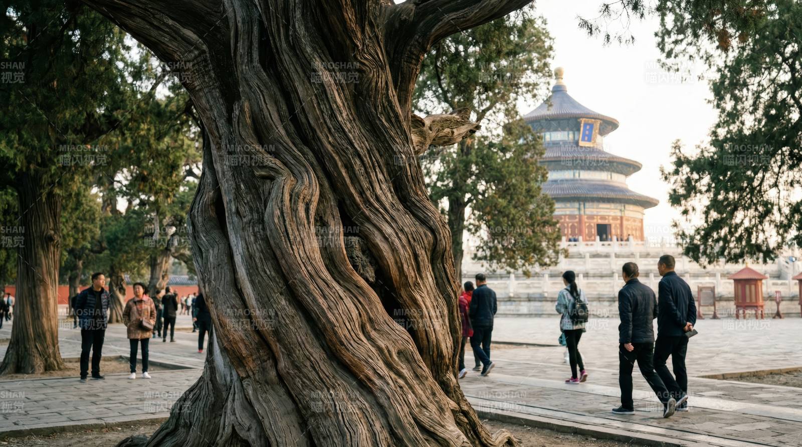 古树前的天坛祈年殿图片