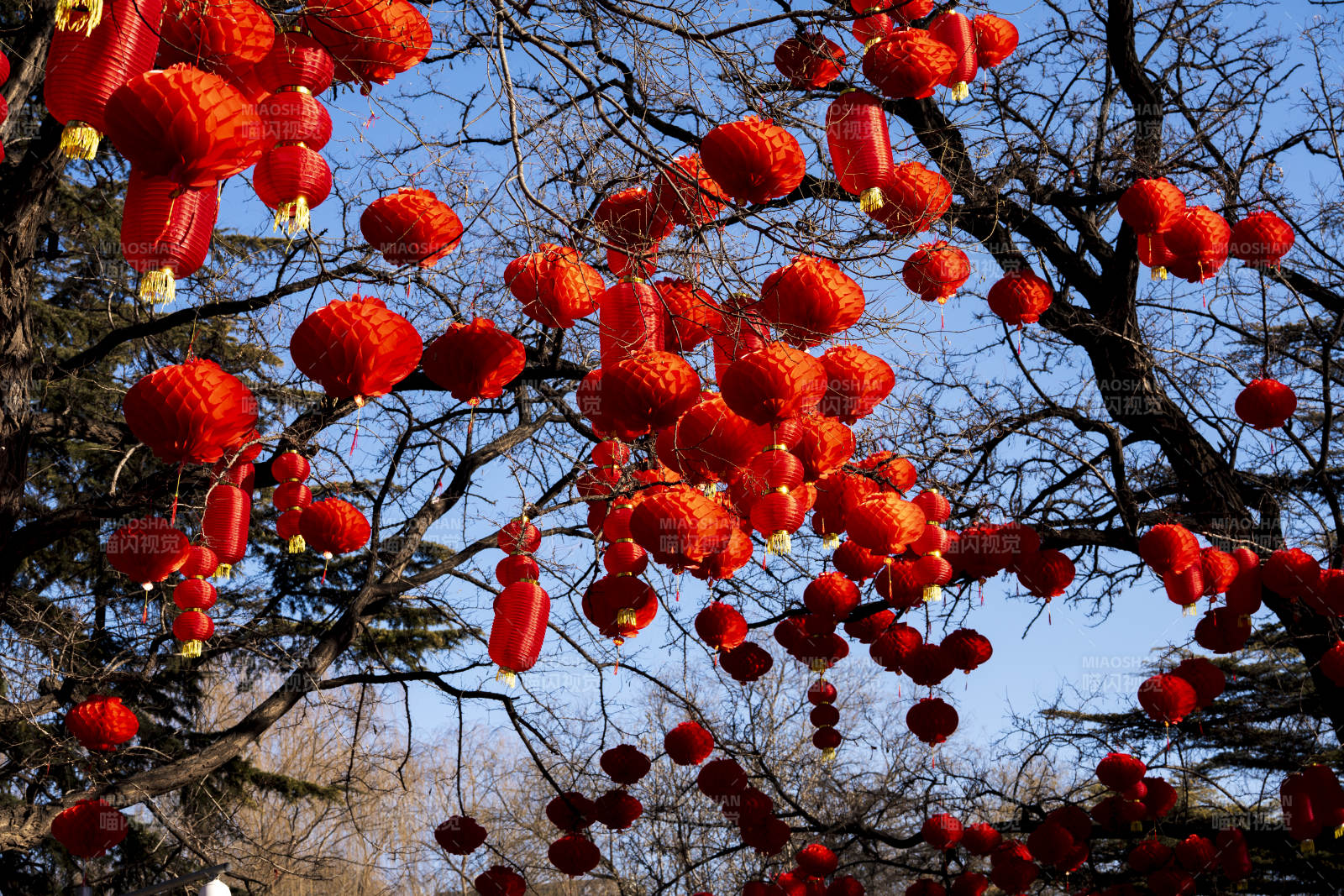 红灯笼挂枝头图片