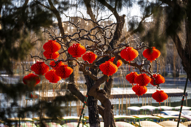 红灯笼挂枝头图片