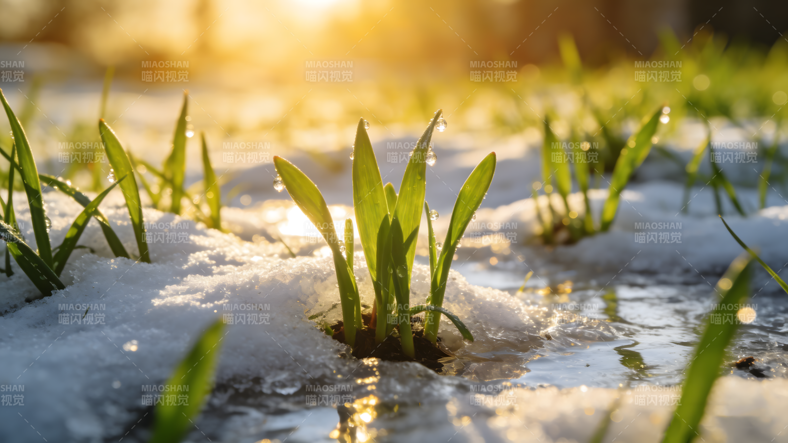 春草破雪图片