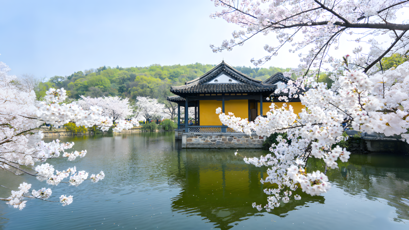 樱花映古亭图片