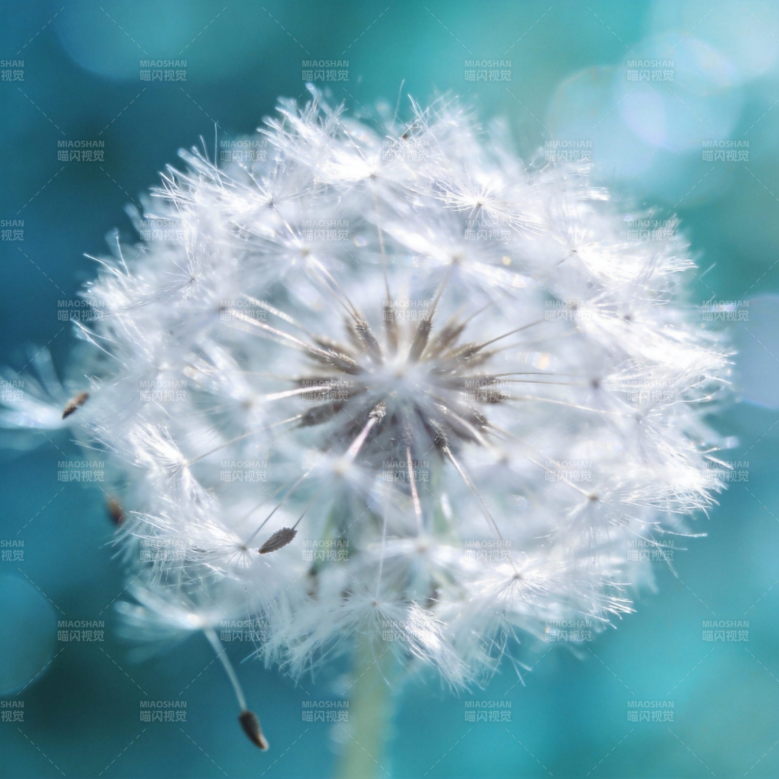 蒲公英的轻盈飞翔图片