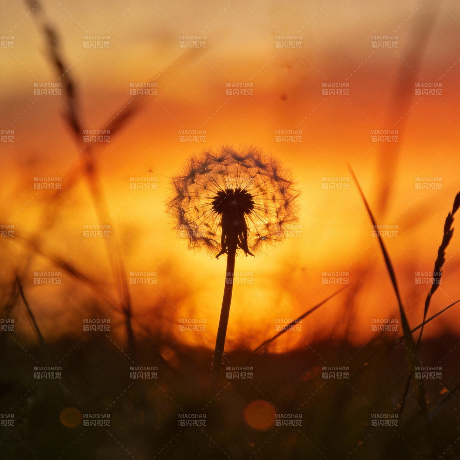 夕阳下的蒲公英图片