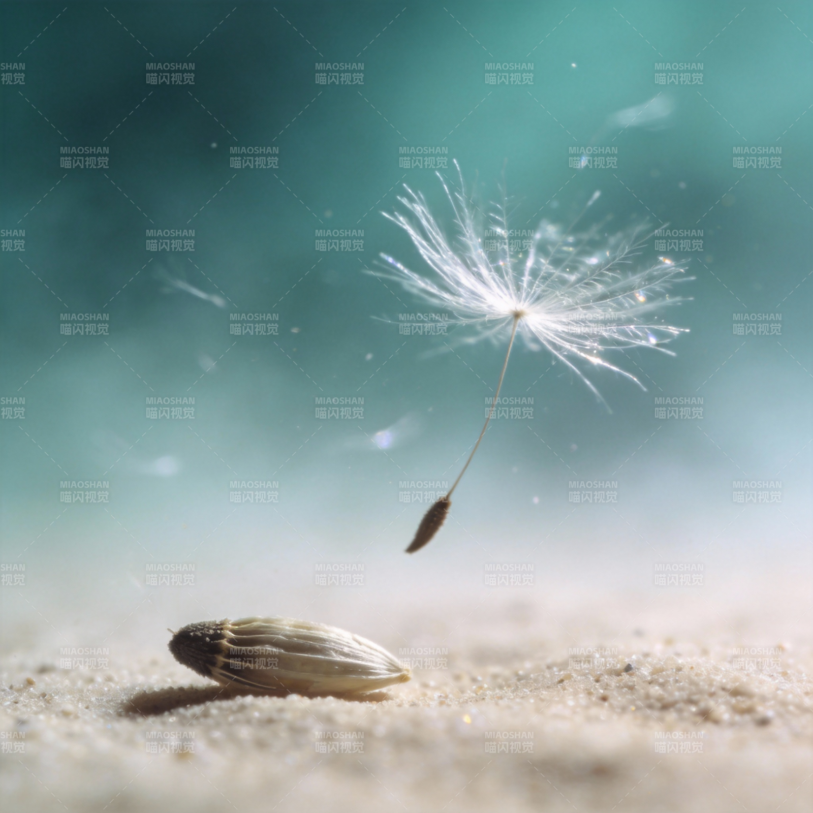 蒲公英种子飘飞图片