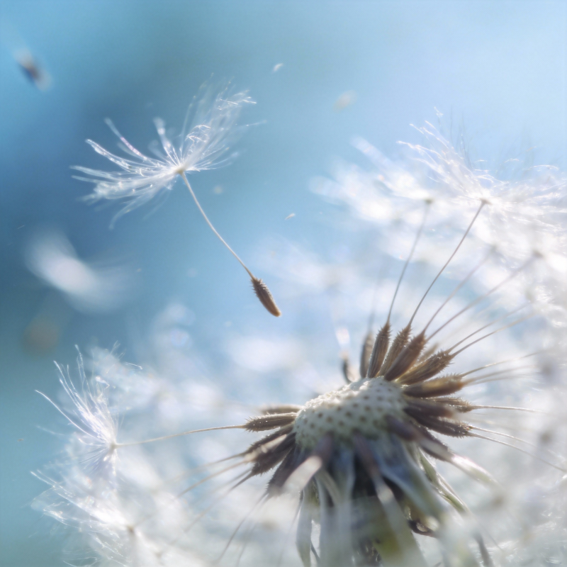 蒲公英随风飘散图片