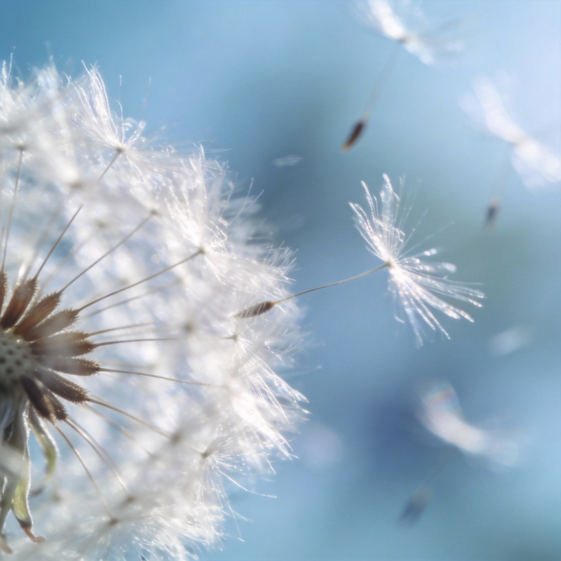 蒲公英飘飞图片