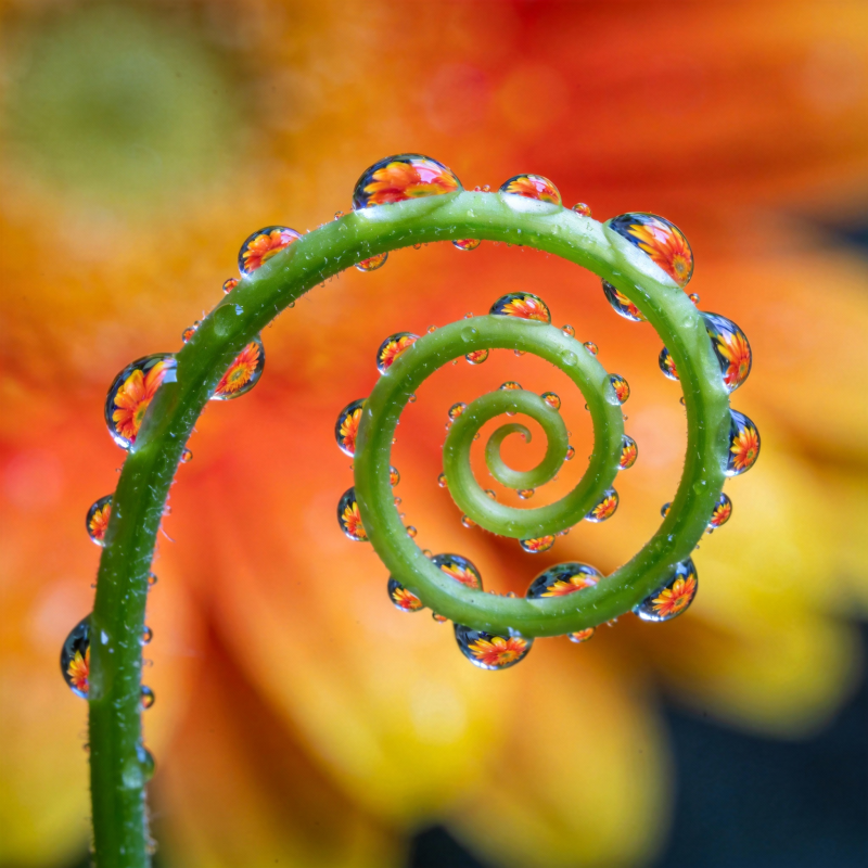 露珠缠绕的绿藤图片