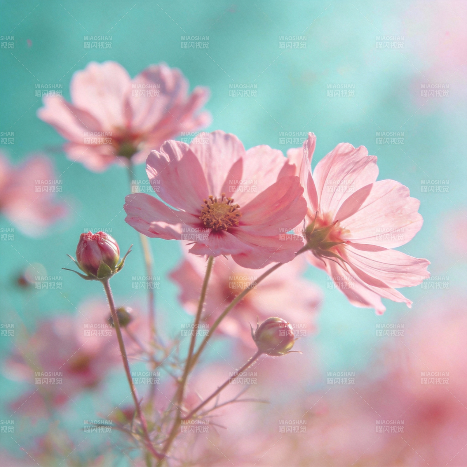 粉花绽放 春意盎然图片