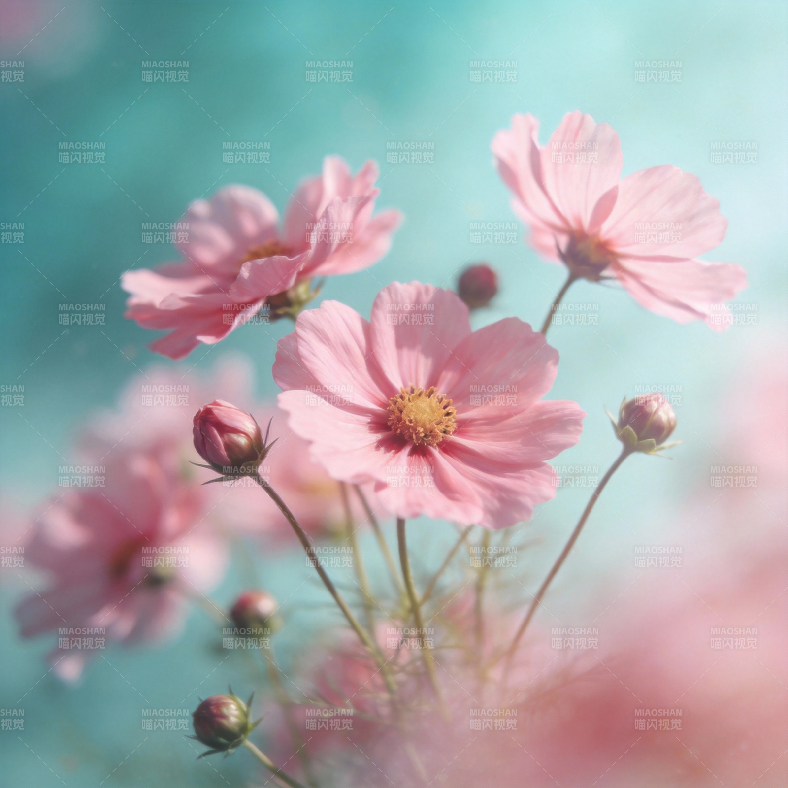 粉花绽放 柔美动人图片