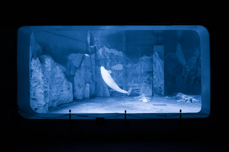 极地白鲸剧场图片