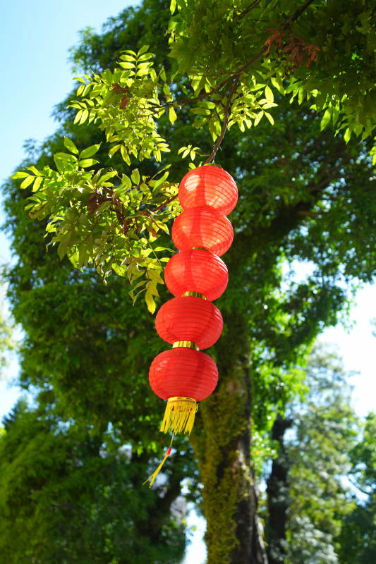 红灯笼挂树梢图片