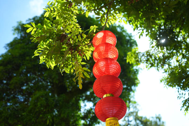 红灯笼挂树梢图片
