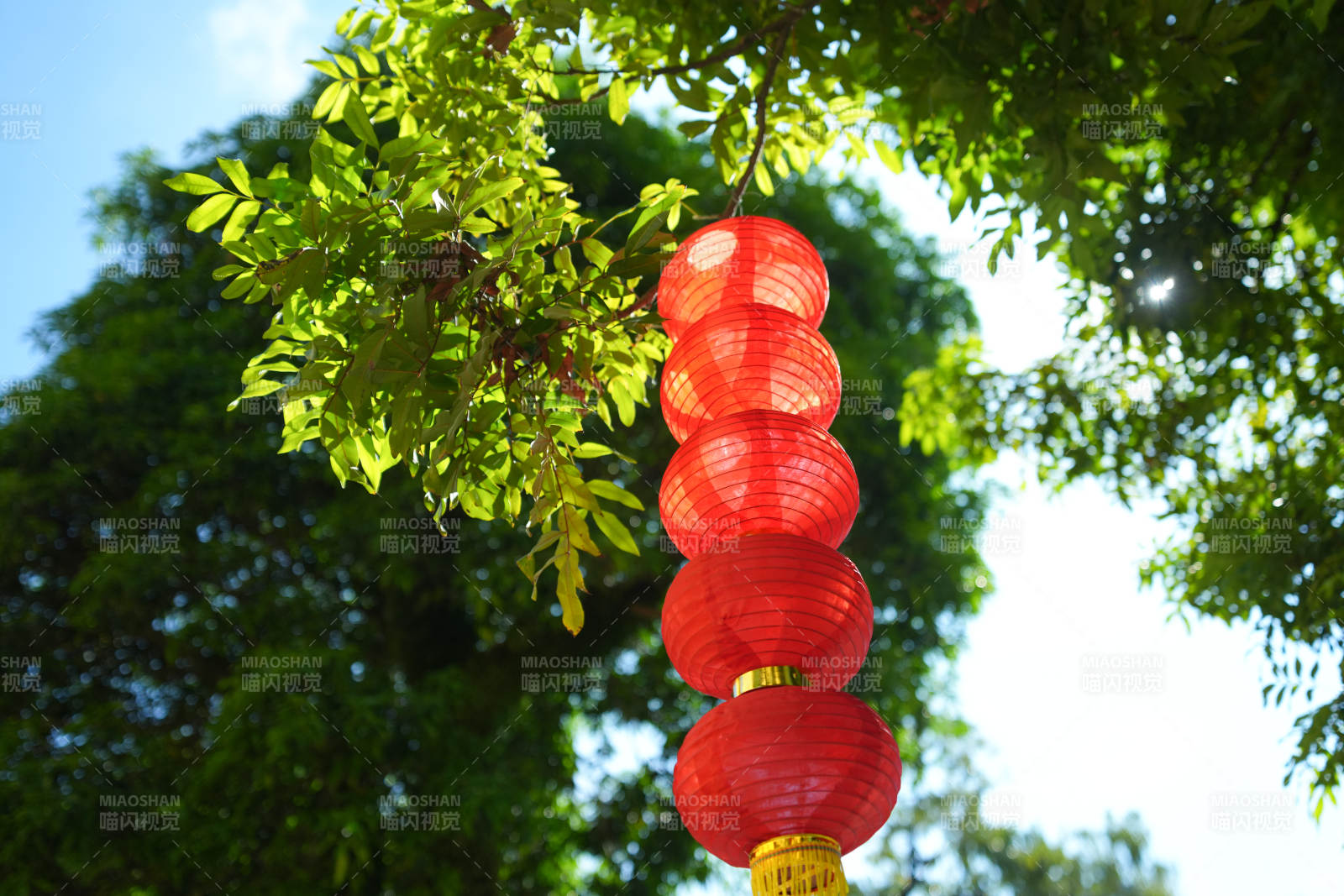 红灯笼挂树梢图片