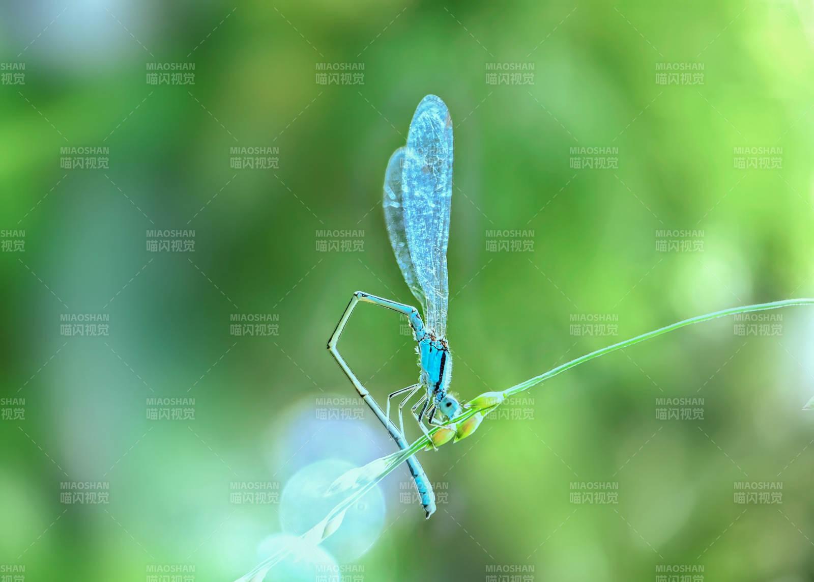 蓝蜻蜓栖息绿叶图片