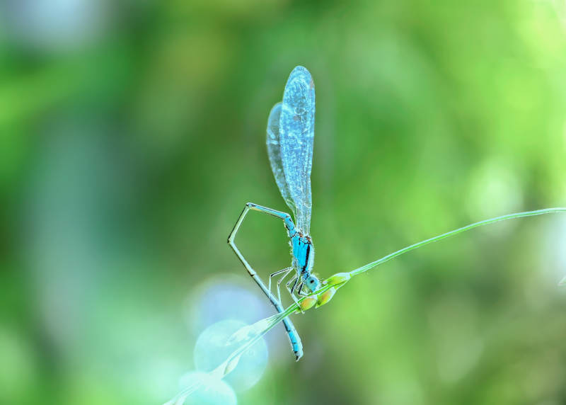 蓝蜻蜓栖息绿叶图片