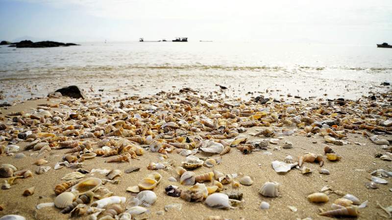 贝壳滩图片