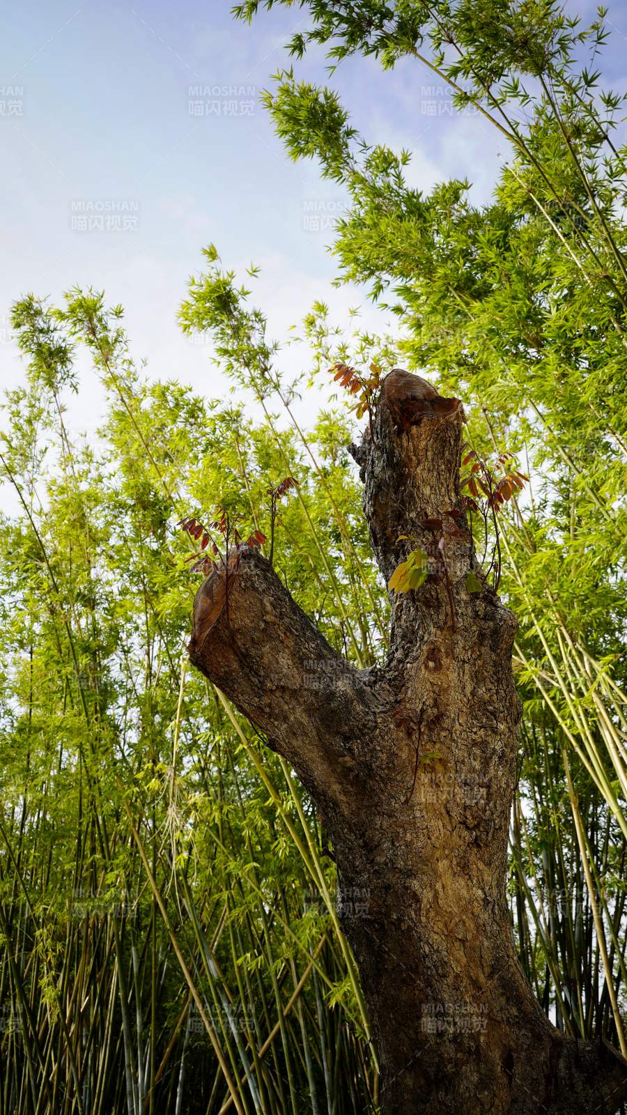 竹林中的老树桩图片